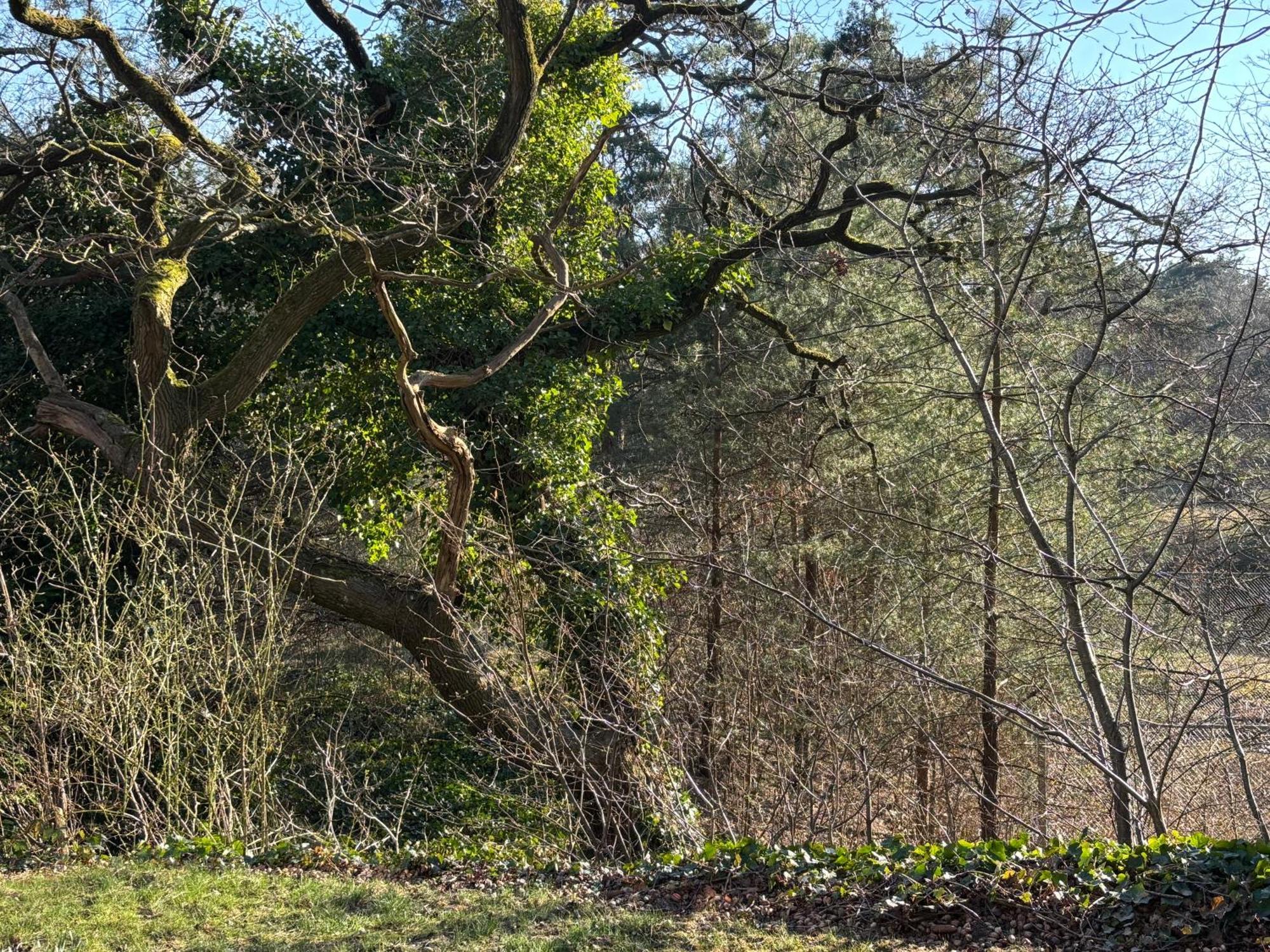 Vakantiehuis De Witte Bergen IJhorst Екстер'єр фото